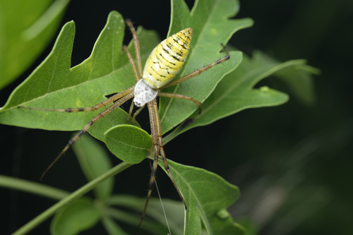 Wasp Spider