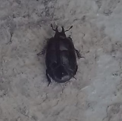 Hololepta