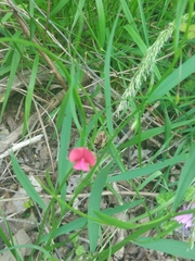 Lathyrus sphaericus