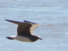 Ichthyaetus hemprichii