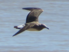 Ichthyaetus hemprichii