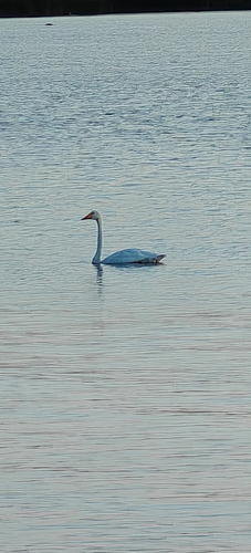 Whooper Swan