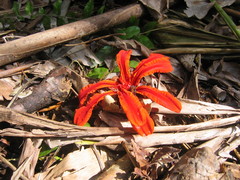 Etlingera