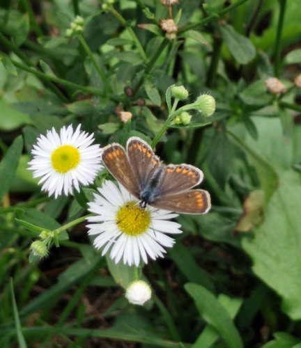 Common Blue