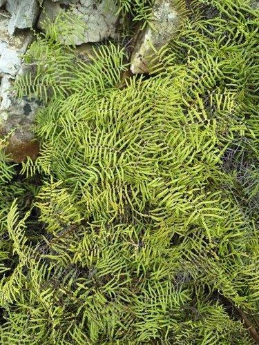 Gleichenia polypodioides, photograph 2