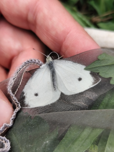 Small White
