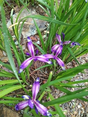 Iris graminea