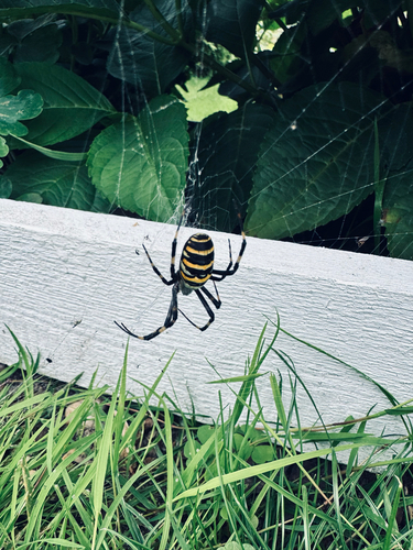 Wasp Spider