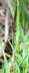 Carex lacustris