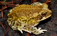 Incilius marmoreus
