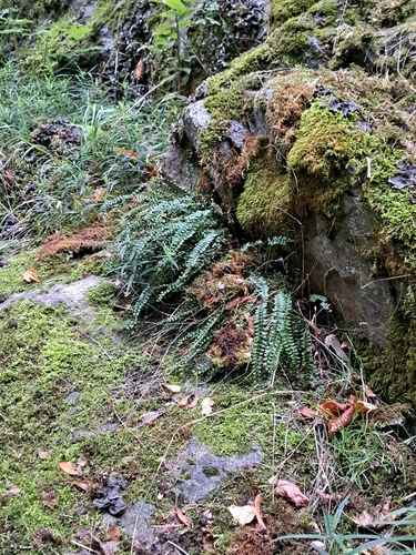 maidenhair spleenwort