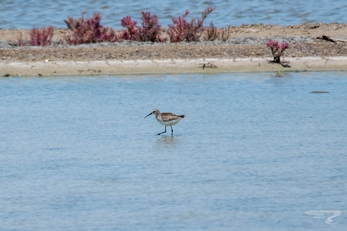 Curlew Sandpiper