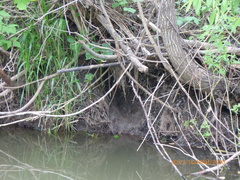 Ondatra zibethicus