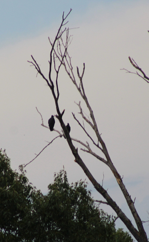 Black Vulture