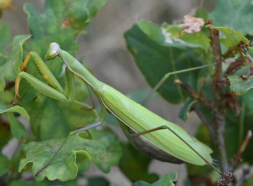 European Mantis