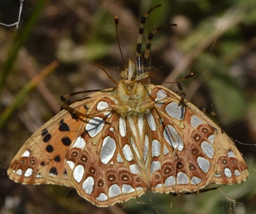 Queen of Spain Fritillary