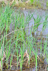 Carex lacustris