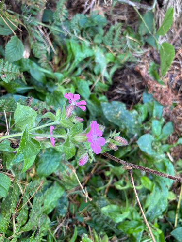 red campion