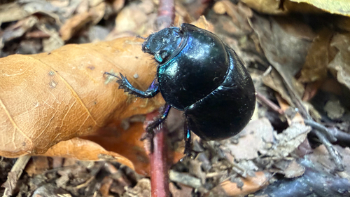 Woodland Dor Beetle