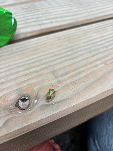 Hawthorn Shield Bug