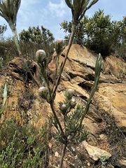 Leucadendron uliginosum