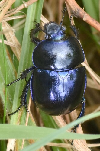 Springtime Dung Beetle