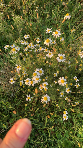 German Chamomile