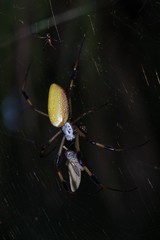 Trichonephila clavipes image