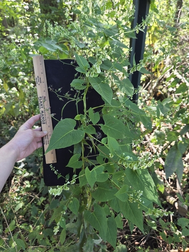 climbing false buckwheat