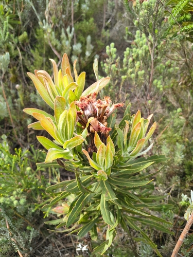 Protea neriifolia, photograph 6