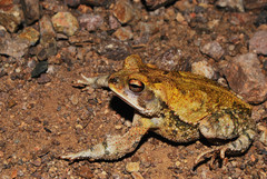Incilius marmoreus