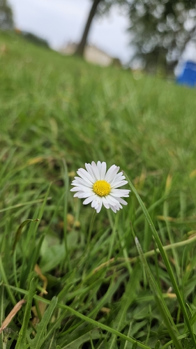 Lawn daisy