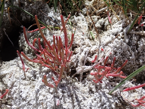 Salicornia rubra, photograph 5