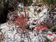 Salicornia rubra, photograph author not stated, no rights reserved
