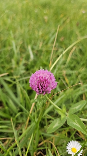 Red Clover