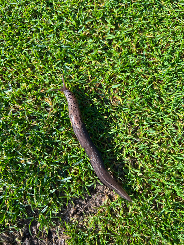 Leopard Slug