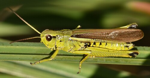 Large Marsh Grasshopper