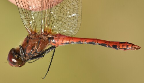 Ruddy Darter