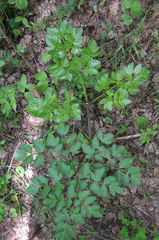Levisticum officinale