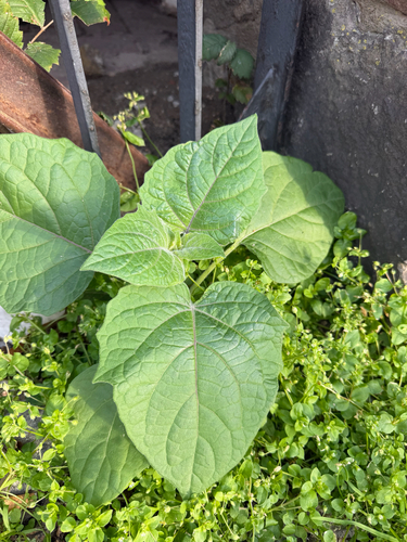 Cape gooseberry