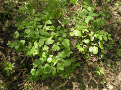 Levisticum officinale