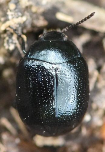 Plantain Leaf Beetle