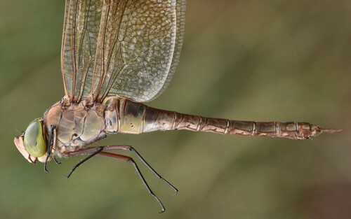 Lesser Emperor
