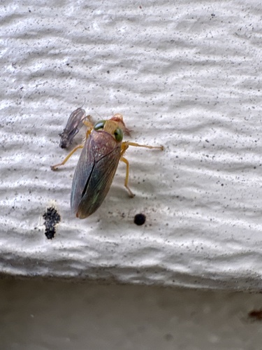 Coppery Leafhopper