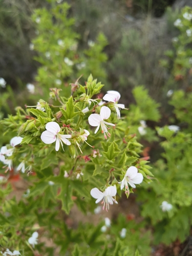 Pelargonium ribifolium, photograph 2