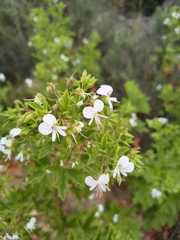 (c) jeanjacquesgodon, some rights reserved (CC BY) Pelargonium ribifolium, photograph (c) jeanjacquesgodon, some rights reserved (CC BY)