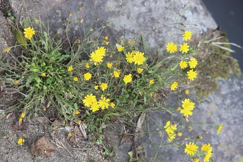 Crepis capillaris, photograph 4