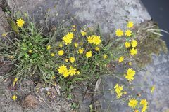 Crepis capillaris, photograph (c) Andrew Thomas, some rights reserved (CC BY-SA)