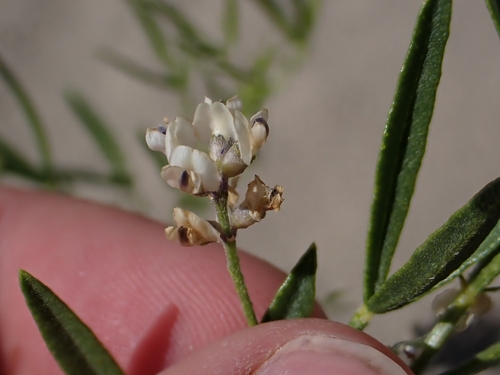 Ladeania lanceolata, photograph 1