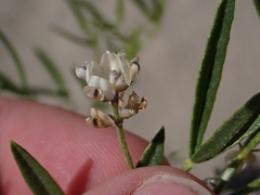 author not stated, no rights reserved Ladeania lanceolata, photograph author not stated, no rights reserved
